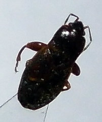 Plinthisus longicollis