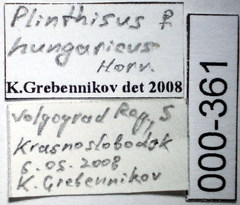 Plinthisus longicollis