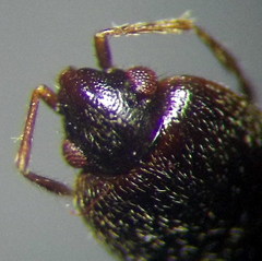 Plinthisus longicollis