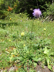 Knautia collina