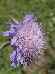 Knautia collina