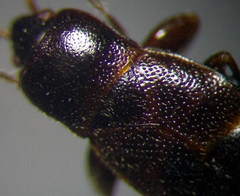 Plinthisus longicollis