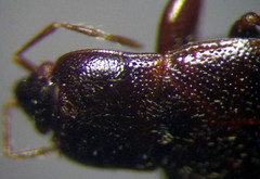 Plinthisus longicollis