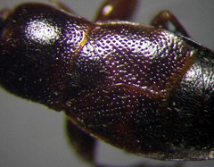 Plinthisus longicollis