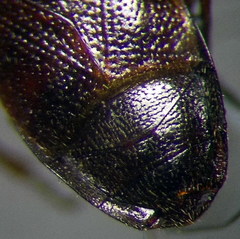 Plinthisus longicollis