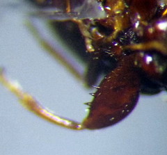 Plinthisus longicollis