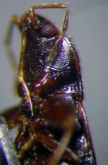 Plinthisus longicollis