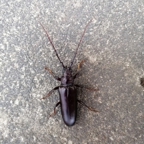 Coleoxestia corvina