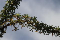 Cliffortia phillipsii