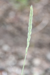 Elymus mutabilis
