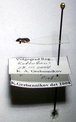 Plinthisus longicollis