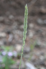 Elymus mutabilis
