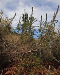 Cliffortia phillipsii