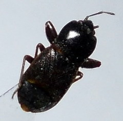 Plinthisus longicollis