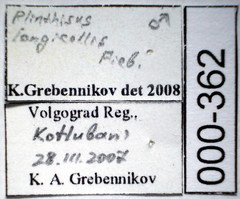 Plinthisus longicollis