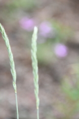 Elymus mutabilis
