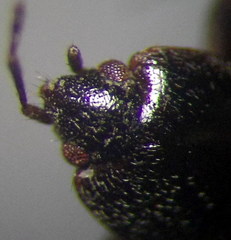 Plinthisus longicollis