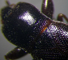 Plinthisus longicollis