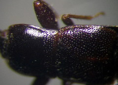 Plinthisus longicollis