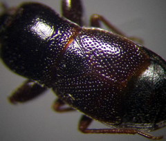 Plinthisus longicollis