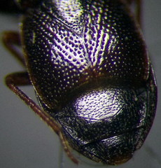 Plinthisus longicollis
