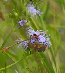 Oncopeltus spectabilis
