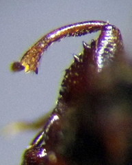 Plinthisus longicollis