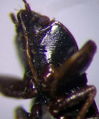 Plinthisus longicollis