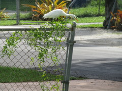 Bubulcus ibis
