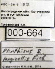 Plinthisus longicollis