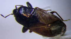 Plinthisus longicollis