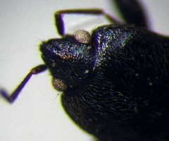 Plinthisus longicollis