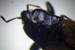Plinthisus longicollis