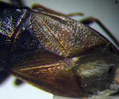 Plinthisus longicollis