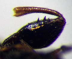 Plinthisus longicollis