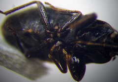 Plinthisus longicollis