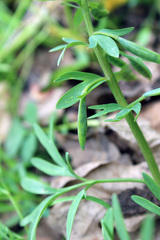 Corydalis tarkiensis