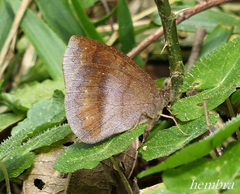 Forsterinaria quantius