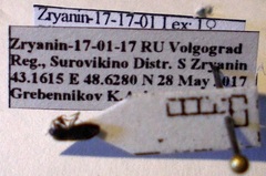 Plinthisus longicollis