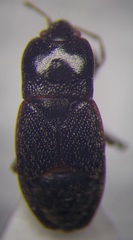 Plinthisus longicollis