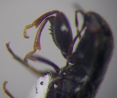 Plinthisus longicollis