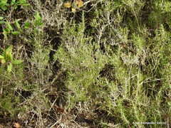 Salvia rosmarinus