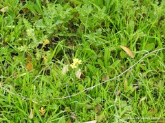 Diplotaxis catholica