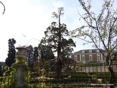 Sequoiadendron giganteum