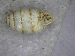 Gastrocopta armifera