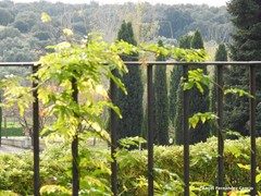Cupressus sempervirens