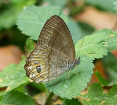 Splendeuptychia pagyris