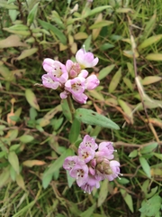 Persicaria criopolitana