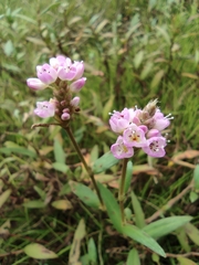 Persicaria criopolitana