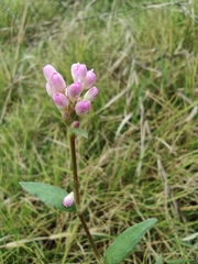 Persicaria criopolitana